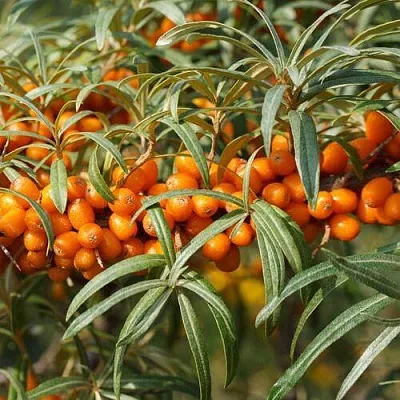 Облепиха РОСИНКА  Облепиха РОСИНКА в Иваново