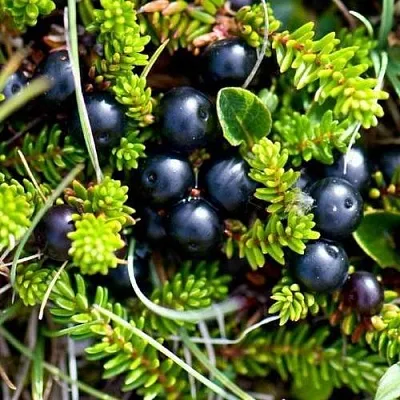 Водяника в Иваново