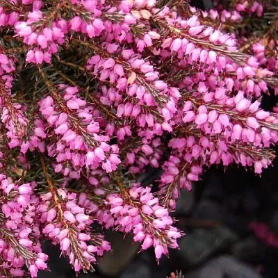 Эрика СТИНКЕ дарленская  Эрика СТИНКЕ дарленская в Иваново