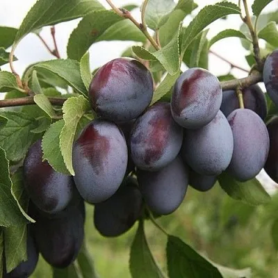 Слива РЕНКЛОД  Слива РЕНКЛОД в Иваново