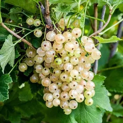 Смородина белая БЕЛАЯ ПОТАПЕНКО  Смородина белая БЕЛАЯ ПОТАПЕНКО в Иваново