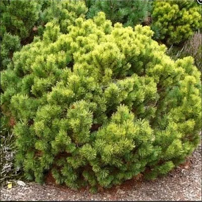 Ель ДАНС ДВАРФ обыкновення  Ель ДАНС ДВАРФ обыкновення в Иваново