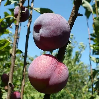 Плумкот ВЕЙ ВОНГ  Плумкот ВЕЙ ВОНГ в Иваново