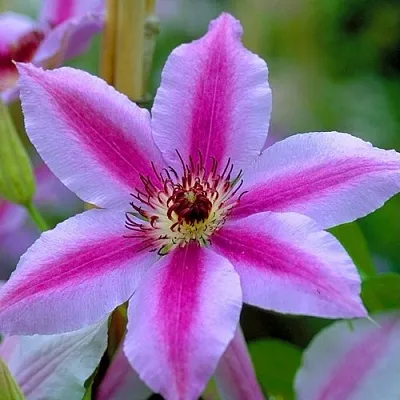 Клематис НЕЛЛИ МОЗЕР  Клематис НЕЛЛИ МОЗЕР в Иваново