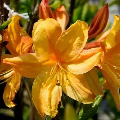 Азалия ГОЛДЕН ЛАЙТС листопадная  Азалия ГОЛДЕН ЛАЙТС листопадная в Иваново