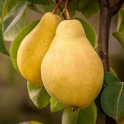 Осенние сорта  Осенние сорта в Иваново