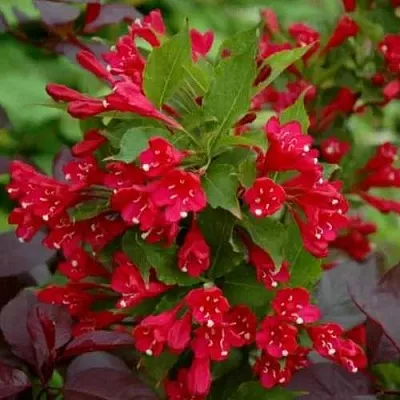 Вейгела РЕД ПРИНЦ  Вейгела РЕД ПРИНЦ в Иваново