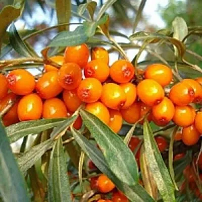 Облепиха БОТАНИЧЕСКАЯ  Облепиха БОТАНИЧЕСКАЯ в Иваново