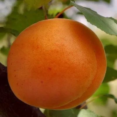 Абрикос ОЛИМП — описание сорта Абрикос ОЛИМП в Иваново