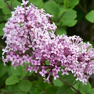 Сирень ПАЛИБИН   Сирень ПАЛИБИН  в Иваново