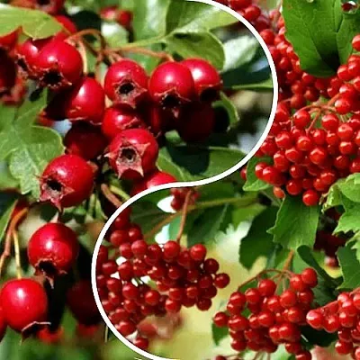 Комплект БУДЬ ЗДОРОВ в Иваново