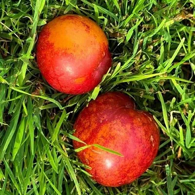 Шарафуга НЕКТАРИННАЯ  Шарафуга НЕКТАРИННАЯ в Иваново