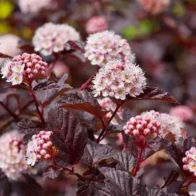 Пузыреплодник АНДРЕ   Пузыреплодник АНДРЕ  в Иваново