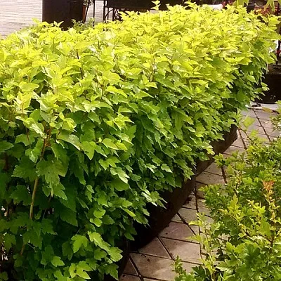 Комплект АНГЕЛ ГОЛД в Иваново