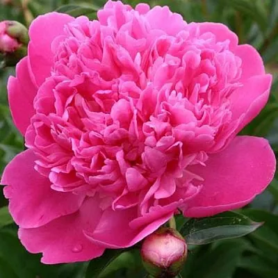 Пион ЭДУЛИС СУПЕРБА травянистый  Пион ЭДУЛИС СУПЕРБА травянистый в Иваново