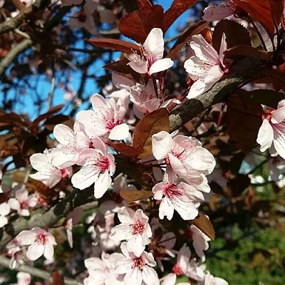 Слива ВУДИ растопыренная  Слива ВУДИ растопыренная в Иваново