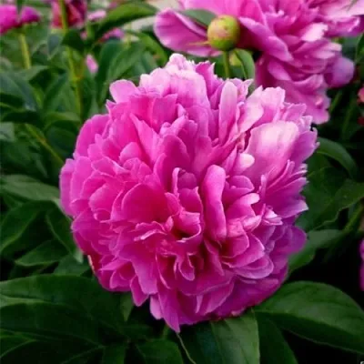 Пион ФЕЛИКС КРАУССЕ травянистый  Пион ФЕЛИКС КРАУССЕ травянистый в Иваново