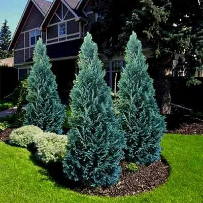 Кипарисовик ВАН ПЕЛЬТС БЛЮ лавсона в Иваново