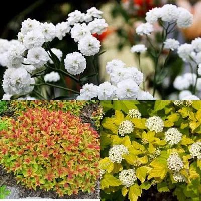 Комплект СОЛНЕЧНЫЙ МИКС в Иваново