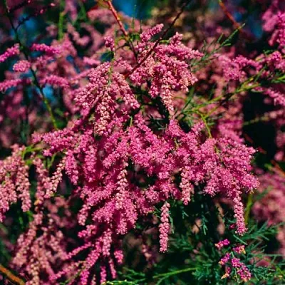 Тамарикс в Иваново