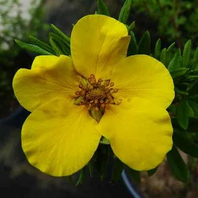 Лапчатка ГОЛДФИНГЕР кустарниковая  Лапчатка ГОЛДФИНГЕР кустарниковая в Иваново