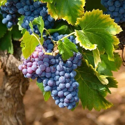 Виноград ЗИЛГА  Виноград ЗИЛГА в Иваново