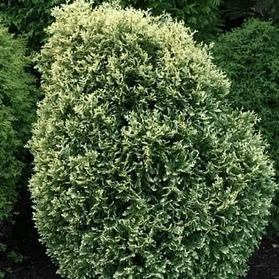 Туя ЛИТОМИШИЛ западная  Туя ЛИТОМИШИЛ западная в Иваново