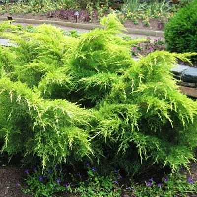 Можжевельник ГОЛД КОСТ средний  Можжевельник ГОЛД КОСТ средний в Иваново