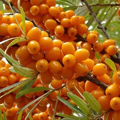 Облепиха ВИТАМИННАЯ  Облепиха ВИТАМИННАЯ в Иваново