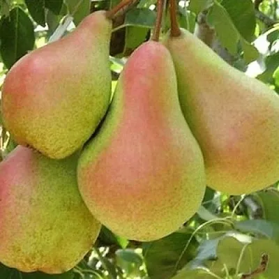 Груша ЛЕСНАЯ КРАСАВИЦА  Груша ЛЕСНАЯ КРАСАВИЦА в Иваново