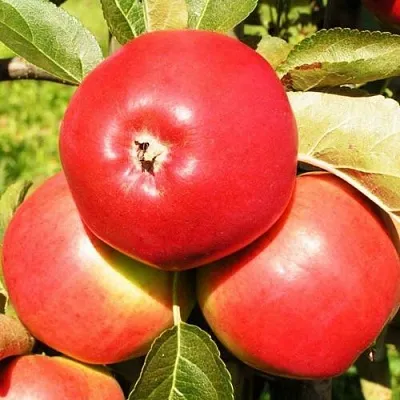 Яблоня СЯБРЫНА  Яблоня СЯБРЫНА в Иваново