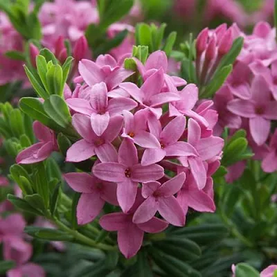 Волчеягодник КОЛЛИНА ГАРАЛЕНС  Волчеягодник КОЛЛИНА ГАРАЛЕНС в Иваново