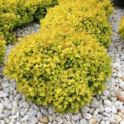 Барбарис БОНАНЗА ГОЛД тунберга  Барбарис БОНАНЗА ГОЛД тунберга в Иваново