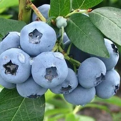 Голубика БЛЮЭТТА в Иваново