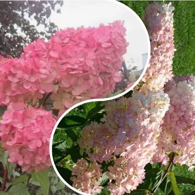 Комплект МНОГОГРАННОСТЬ в Иваново