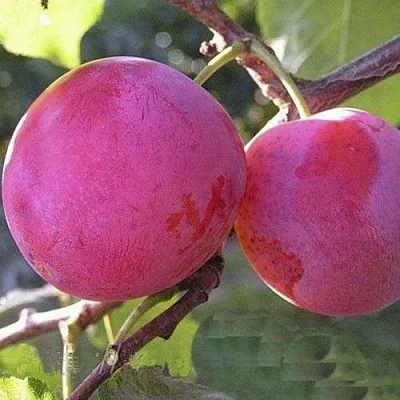 Слива ДЕЛИКАТНАЯ  Слива ДЕЛИКАТНАЯ в Иваново