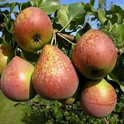 Груша МРАМОРНАЯ  Груша МРАМОРНАЯ в Иваново