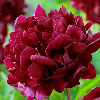 Пион АРМАНИ травянистый  Пион АРМАНИ травянистый в Иваново