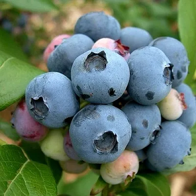 Голубика КОЛЛИНЗ в Иваново