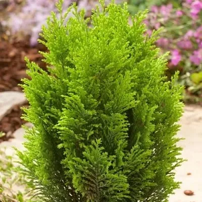 Кипарисовик ЭЛВУДИ ГОЛД лавсона в Иваново