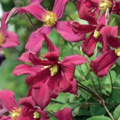 Клематис СТРОУБЕРРИ ФИЛДС  Клематис СТРОУБЕРРИ ФИЛДС в Иваново