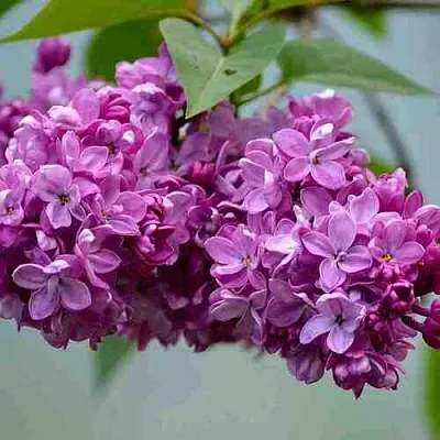 Сирень  в Иваново