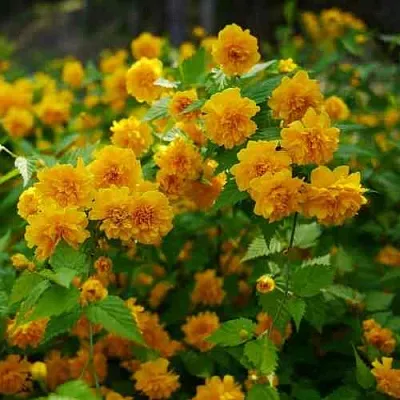 Керрия японская ПЛЕНИФЛОРА  Керрия японская ПЛЕНИФЛОРА в Иваново