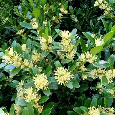 Самшит в Иваново