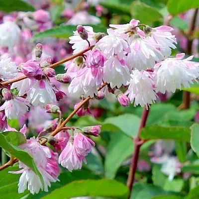 Дейция в Иваново