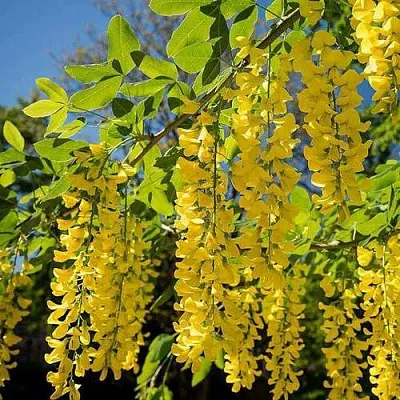 Бобовник в Иваново