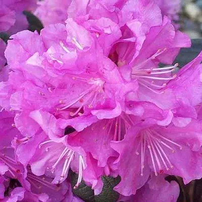 Рододендрон П.Ж.М. ЭЛИТ  Рододендрон П.Ж.М. ЭЛИТ в Иваново