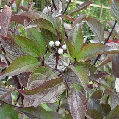 Дерен КЕССЕЛЬРИНГИ  Дерен КЕССЕЛЬРИНГИ в Иваново