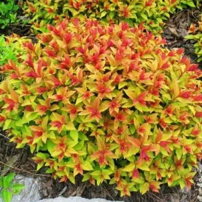 Спирея ГОЛДФЛЕЙМ — описание сорта Спирея ГОЛДФЛЕЙМ в Иваново