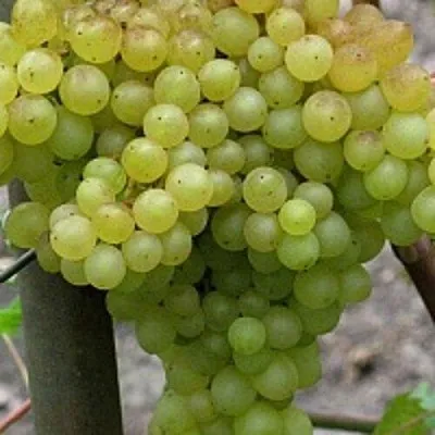 Виноград КИШМИШ 342  Виноград КИШМИШ 342 в Иваново